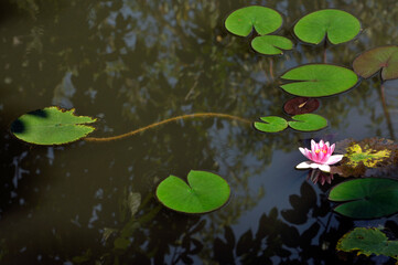 Blossoming waterlily flowers in pond