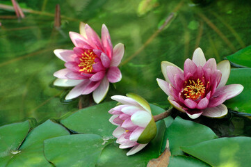Blossoming waterlily flowers in pond