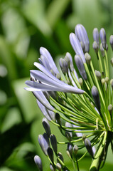 Blue Agapanthus Flower