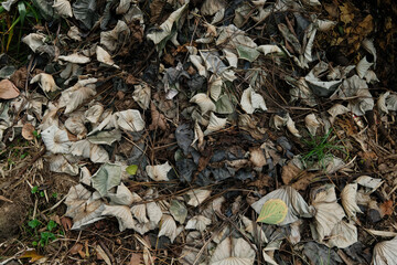 leaves on the ground