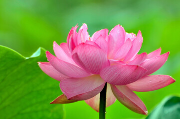 pink lotus flower