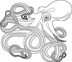 The octopus has eight tentacles equipped with numerous suction cups outline