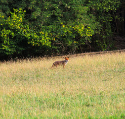 sly fox