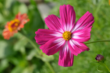 Obraz premium pink cosmos flower in garden