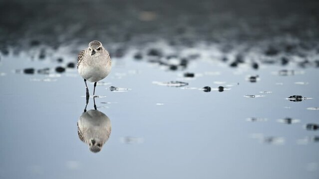 ダイゼン冬羽 (Grey plover)