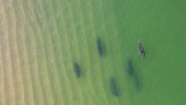 Tracking shot of six seals swimming down the coast in a shallow green sea.