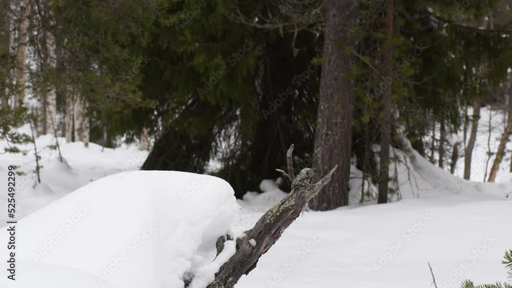 Poster tilt up from snow covered sliver gray stick to unsharp conifer forest where are pines and spruces.