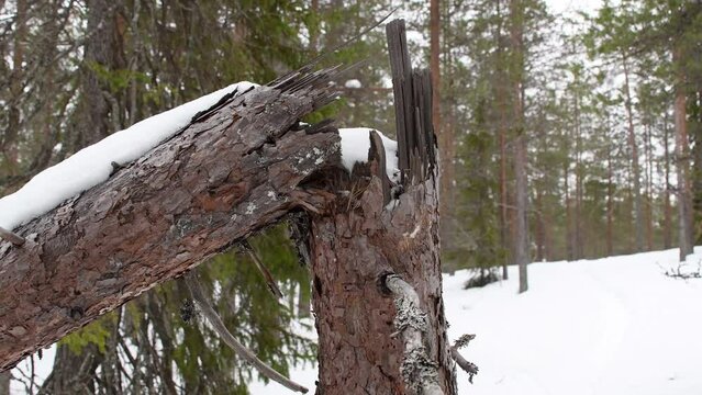 Pine trunk are brake off couple years ago. Littlebit snow covers trunk and camera tilting down.