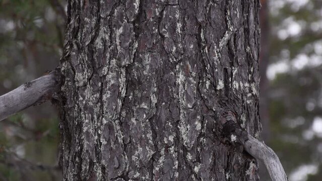Old pine trunk tilt up shot. Silver gray branch stumps.