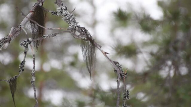 Brown beard moss hanging in silver gray lichen covered pine branch. Tilt up shot.