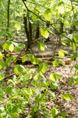 Beech trees within Reichswald Brandenburg near Kranenburg in Germany.