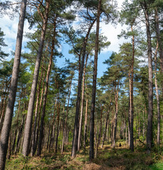 Pine trees within Reichswald Brandenburg near Kranenburg in Germany.