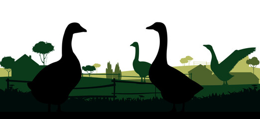 Pair of geese grazing. Scenery silhouette. Agricultural farm bird. Pasture on meadow. Rural landscape. Near farmer buildings. Object isolated on white background. Vector