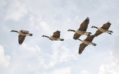 flock of canadian geese in flight close up