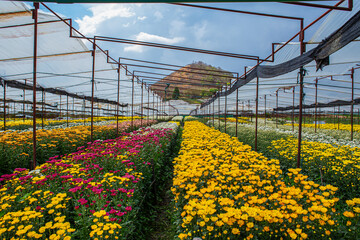 Agricultural Field, Agriculture, Beauty, Blossom, Botany