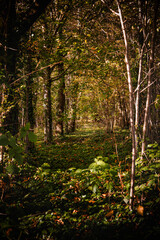 Obraz premium Path through woodland in autumn fall