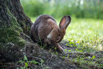 Naklejka na ściany i meble Rabbits live in nature in Lithuania