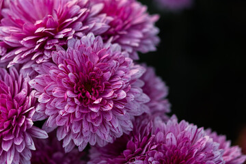 Pink lush chrysanthemum close-up on a blurry dark green background. Autumn flower soft focus, horizontal banner copy space, mockup postcards. Floral autumn background for mother's day. Macro of petals
