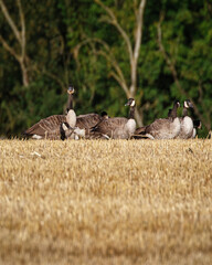canadian geese in cut corn filed