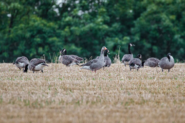 canadian geese in cut corn filed