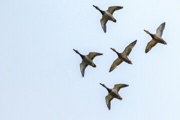 flock of canadian geese in flight close up