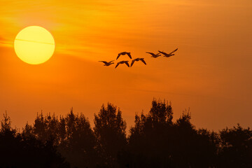 Fototapeta na wymiar flock of canadian geese in flight at sunrise