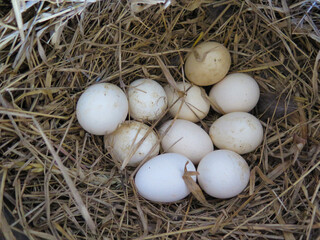 Hen eggs in the hay nest