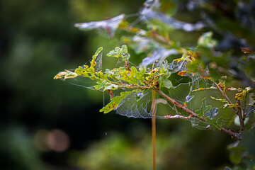 oak leaf with spiderweb 