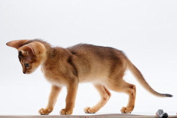 Obraz premium beautiful little red kitten of the Abyssinian breed on a white background
