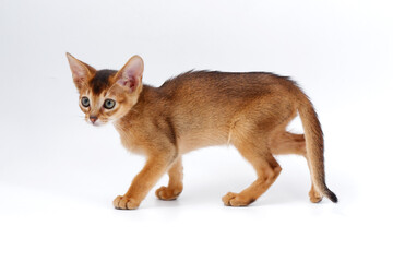 beautiful little red kitten of the Abyssinian breed on a white background