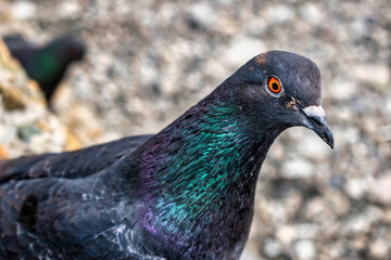 close up of a pigeon