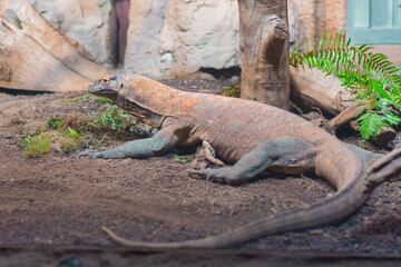 Komodo Dragon Lizard - Komodo monitor In The Zoo