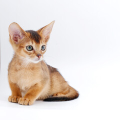 beautiful little red kitten of the Abyssinian breed on a white background