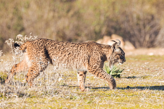Fototapeta Lynx walking in wild nature