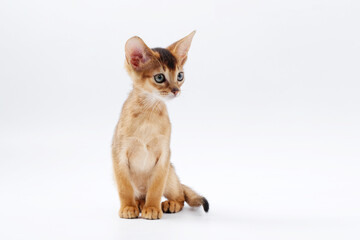 beautiful little red kitten of the Abyssinian breed on a white background