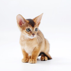 beautiful little red kitten of the Abyssinian breed on a white background