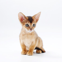 beautiful little red kitten of the Abyssinian breed on a white background