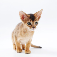 beautiful little red kitten of the Abyssinian breed on a white background