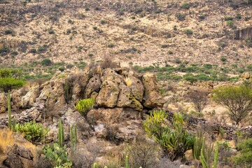 Desert landscape with cactus in Victoria Guanajuato Mexico