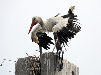 white storks family nesting on the  pillars   