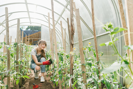 Young woman taking care of cucumbers at greenhouse
