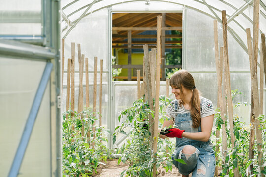 Young woman taking care of cucumbers at greenhouse