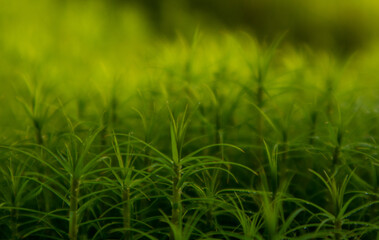 forest litter in wetlands