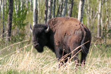 A bison in a small field near a forest in Elk Island National Park, Alberta, Canada.