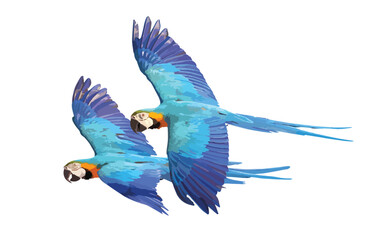 Colorful macaw parrot flying isolated on white. Vector illustration