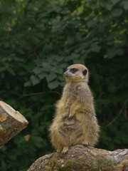 lonely Meerkat on a tree 