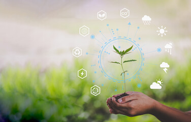 Hand holding seedlings with environment icons over the Network connection on nature background, Technology ecology concept.