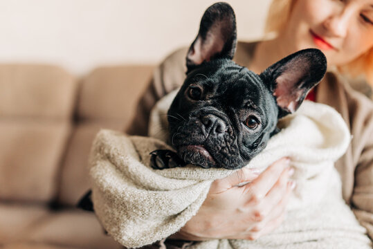 Woman holding a french bulldog puppy on her hands cute lovely moment of dog lover owner. Happy pet living in the apartment