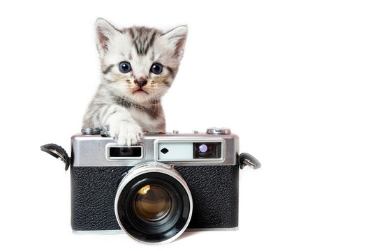 A cat, a kitten taking a film camera.