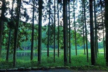 Obraz premium 綺麗な森の風景